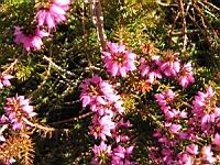 Bruyere couleur de chair - Erica herbacea - Erica Carnea (cv Aurea) (fam Ericacees) (02) (Photo F. Mrugala)